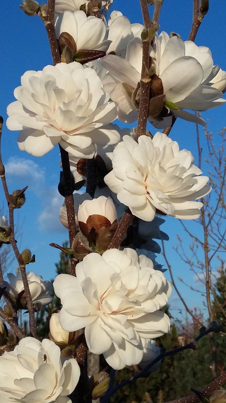 Magnolia  stellata 'Mag's Piruette' - tömvetelt virágú liliomfa
