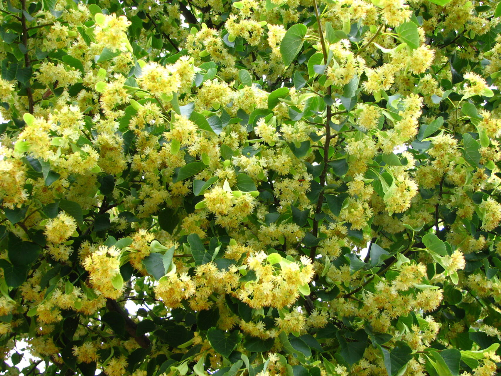 Tilia cordata  'Böhlje'  -  Böhlje  kis növésű hárs  Újdonság!