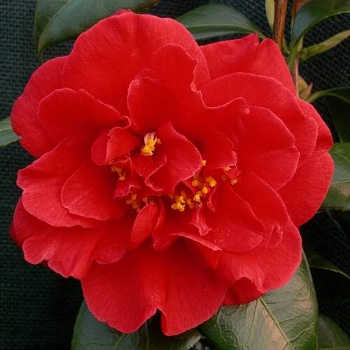 Camelia japonica  'Adolph Audusson'  - Adolph Audusson  japán kamélia (másolat)