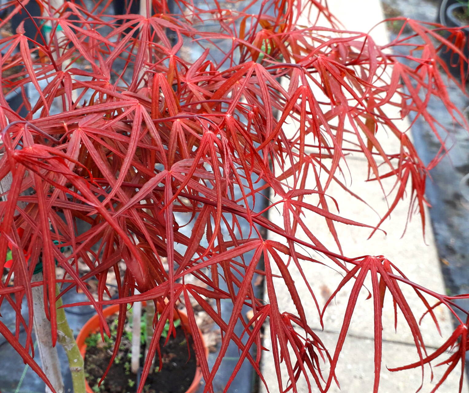 Acer palmatum 'Red Cloud' -  Red Cloud' japán juhar  ÚJDONSÁG!