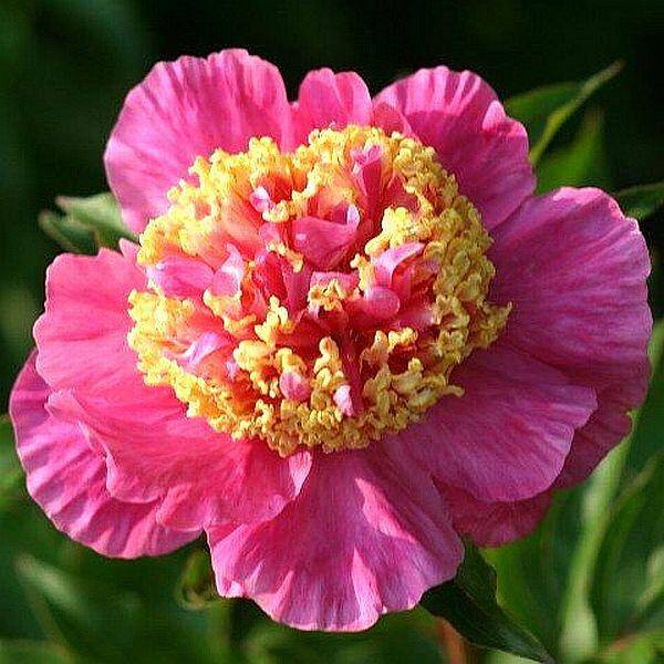 Paeonia lactiflora 'Mandarin Coat' -  Mandrain Coat pünkösdirózsa