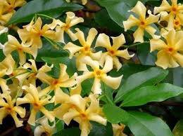 Trachelospermum jasminoides 'Star of Toscana' -  sárga csillagjázmin ÚJ!