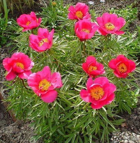 Paeonia x lactiflora 'Smouthii' -  Smouthi  törpe pünkösdirózsa ÚJRA!