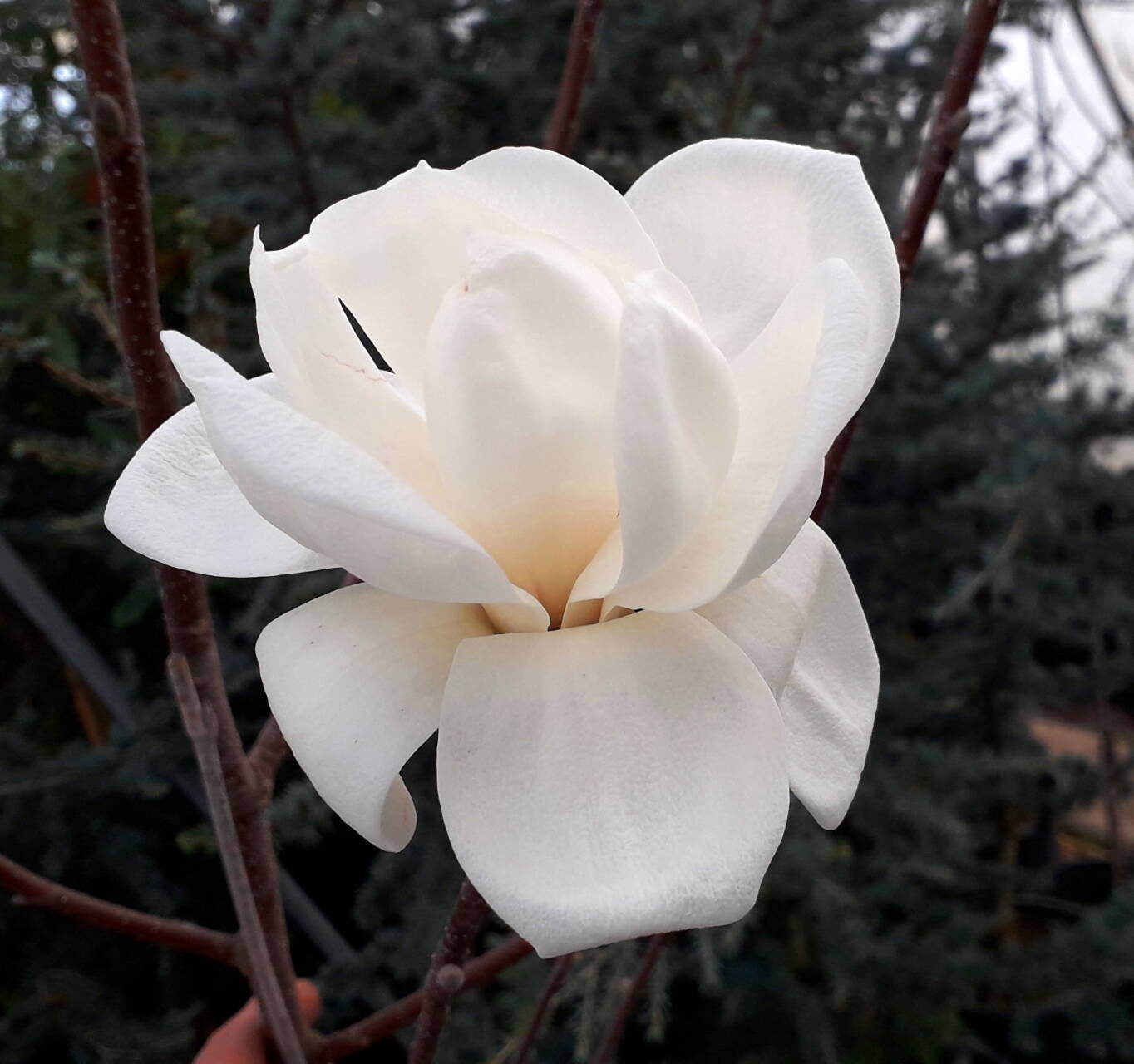 Magnolia x 'Crystal Tulip' _ Crystal Tulip liliomfa ÚJDONSÁG !