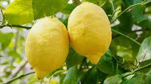 Citrus lemon - citrom