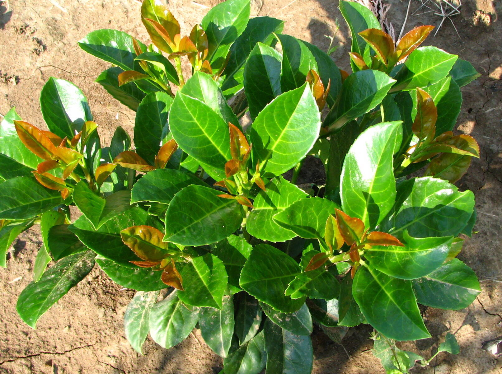 Prunus  laurocerasus 'Etna' -  Etna babérmeggy  "L" méret