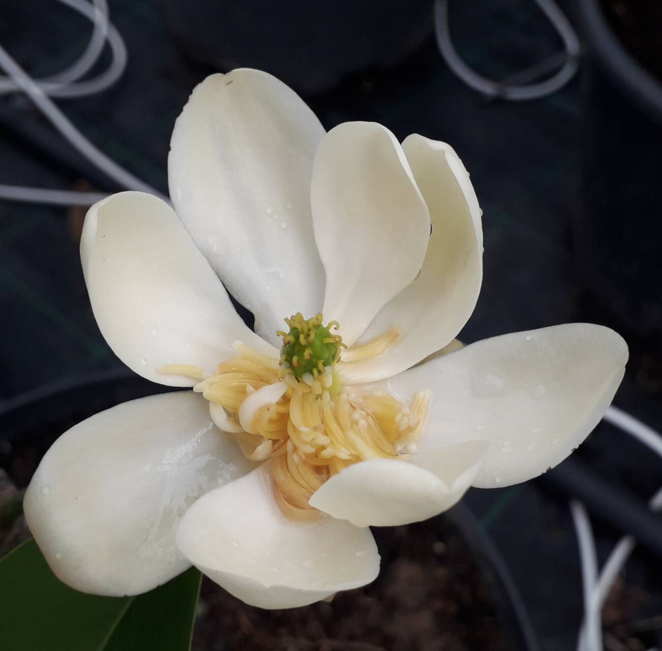 Magnolia  virginiana 'Wilson' - Wilson virginiai ( illatos) liliomfa Újdonság!