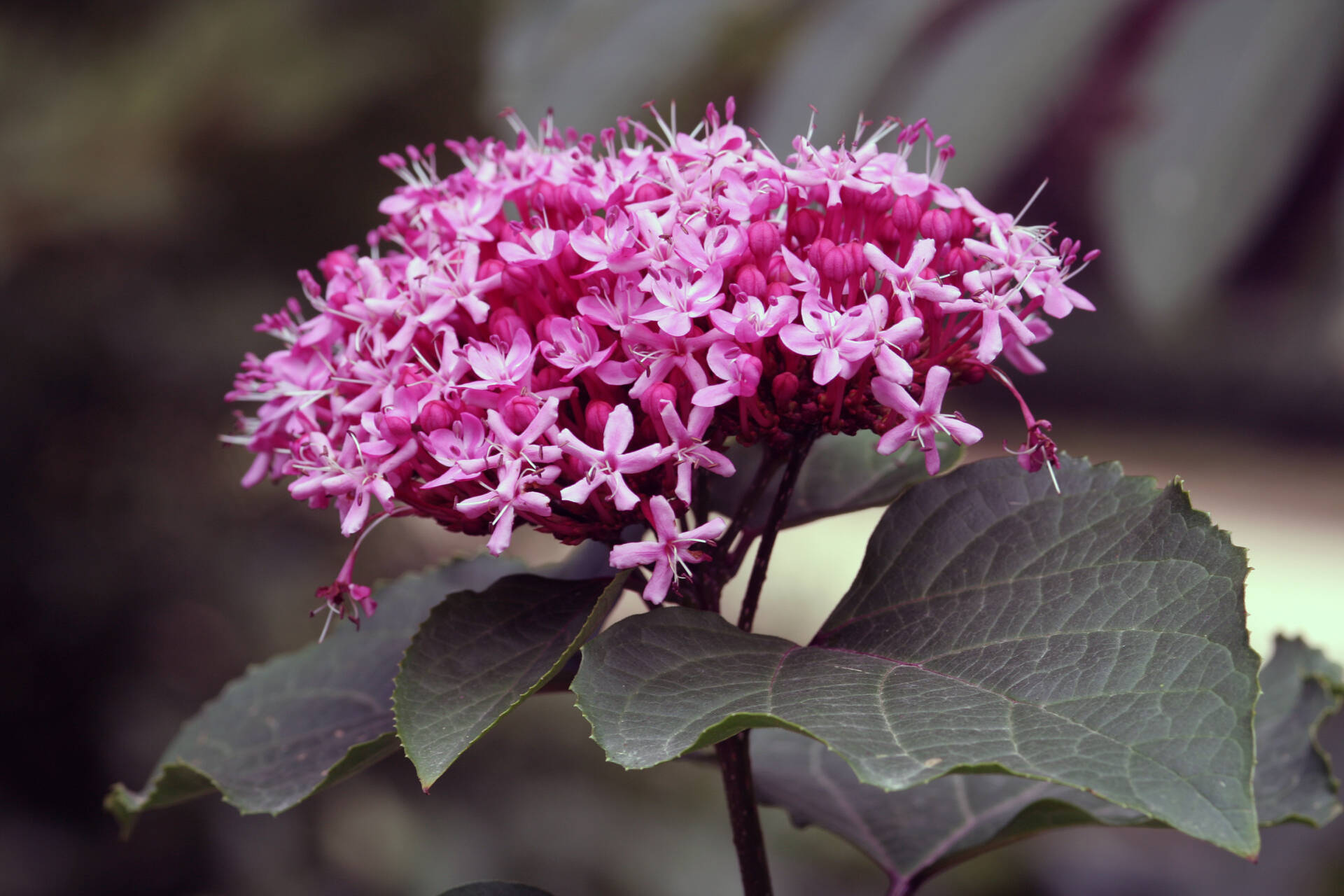 Clerodendron bungei - vöröslő végzetfa  ÚJDONSÁG