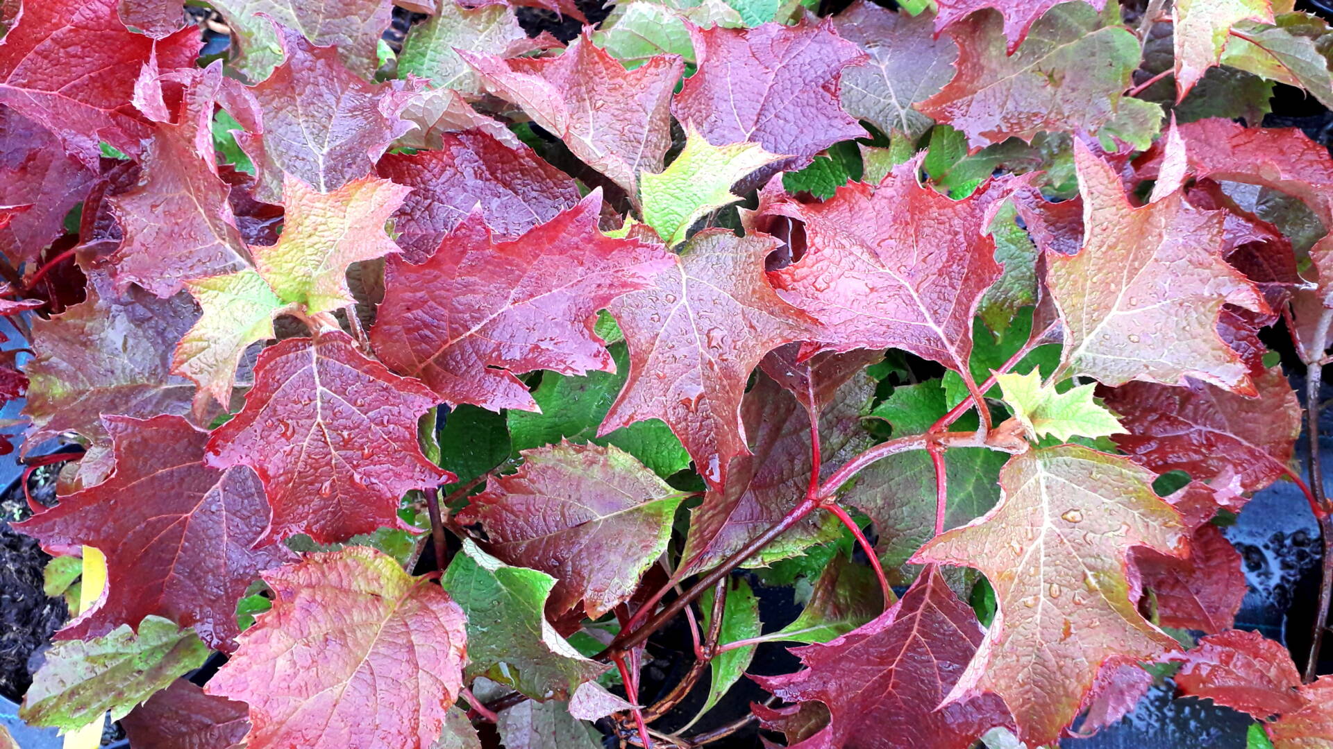 Hydrangea quercifolia 'BURGUNDY' -  tölgylevelű hortenzia