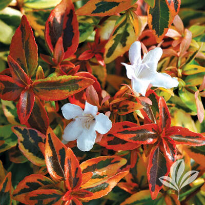 Abelia  grandiflora  'Caleidoscope' -  kaleidoszkóp tárnicslonc