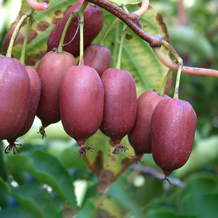 Actinidia  arguta 1 x  'Geneva' +  1 x 'Weikii' -  japán kopasz kiwi  DUÓ !