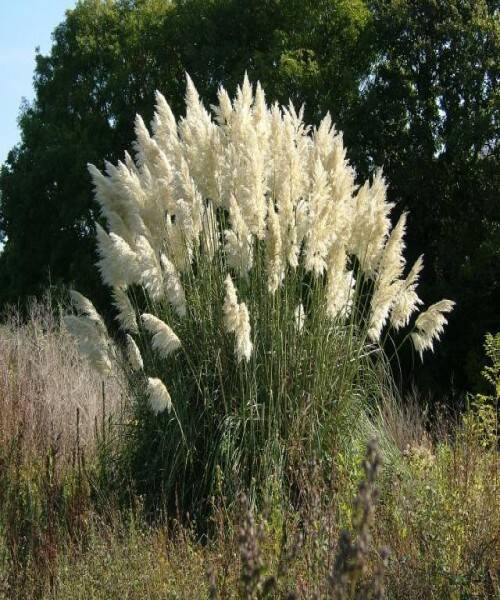 Cortaderia selloana -  pampafű