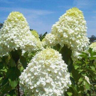 Hydrangea paniculata 'Polarbear' -  Polarbear   bugás hortenzia ÚJDONSÁG!