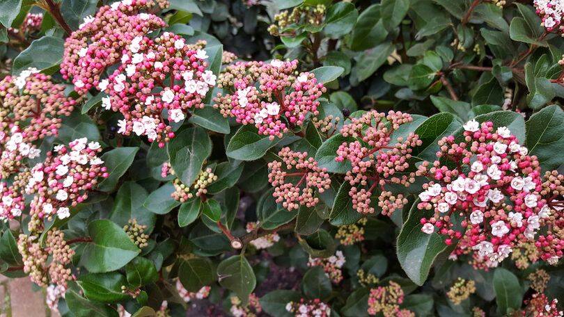 Viburnum tinus - téli bangita