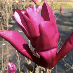 Magnolia x 'Susan'  "L" - Susan hibrid liliomfa "L" méret