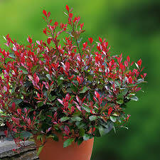 Photinia x 'Little Red Robin' -  Little Red Robin törpe  korallberkenye