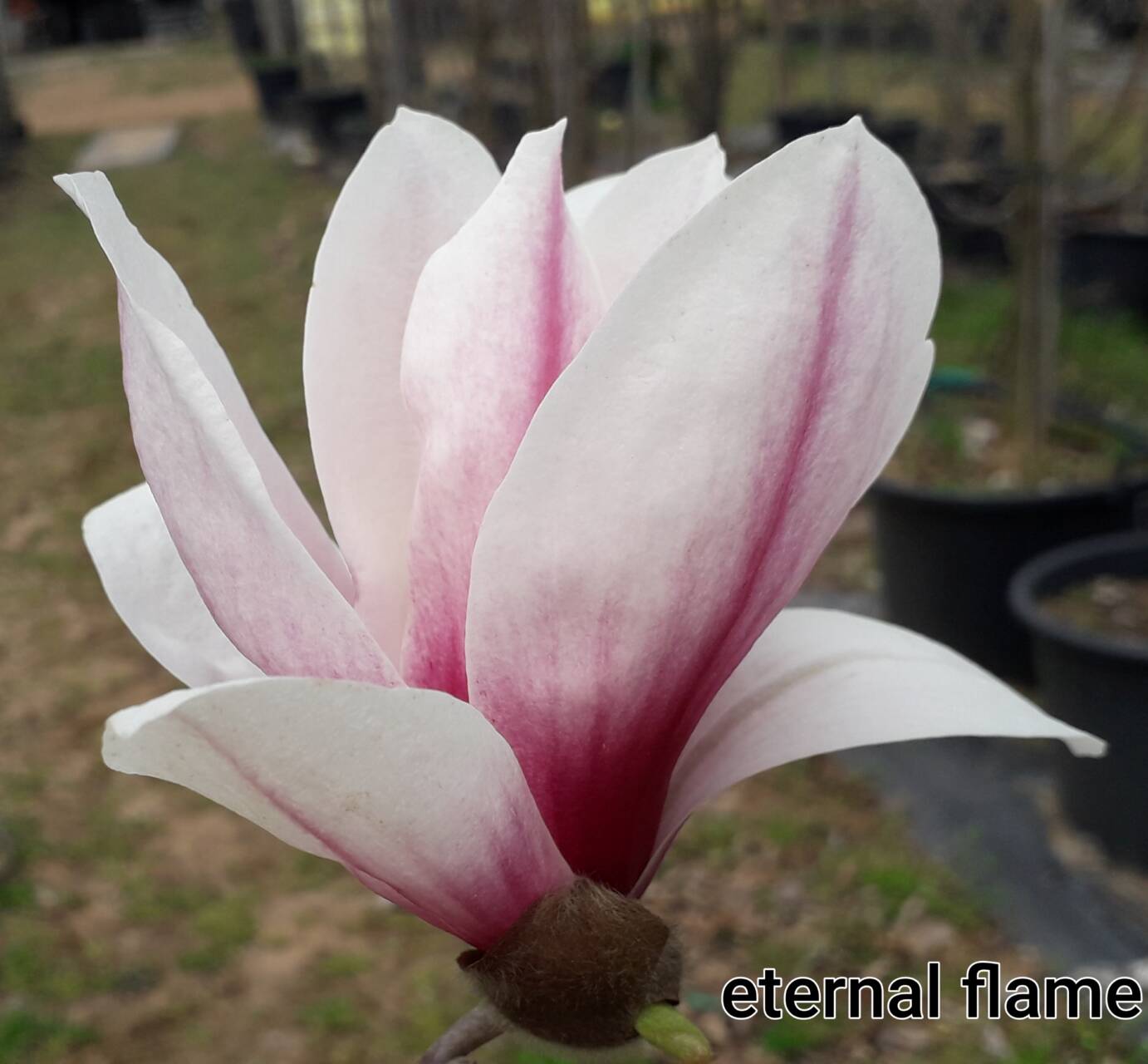 Magnolia x 'Eternal Flame' -   Eternal Flame  liliomfa  Újdonság!