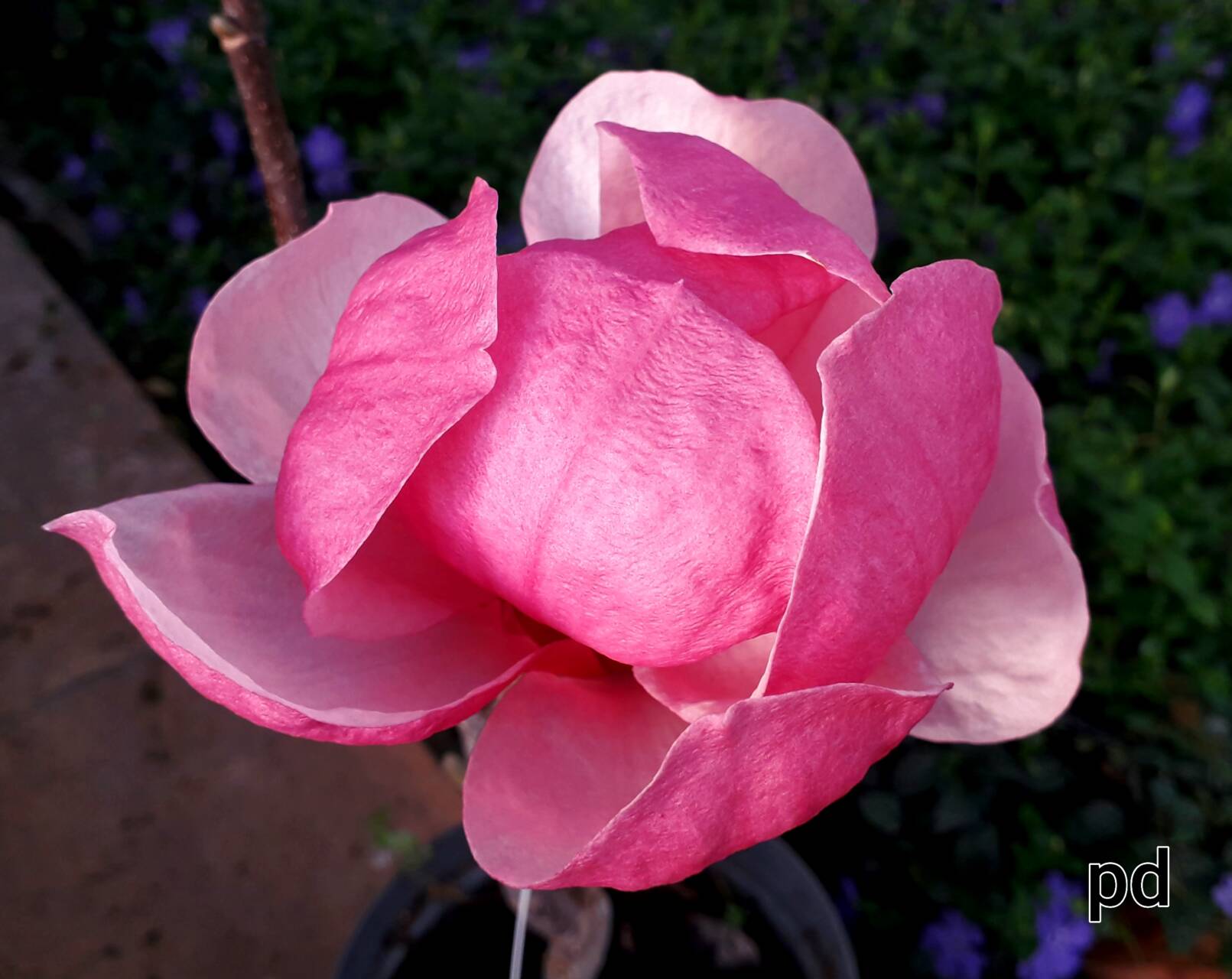 Magnolia x 'Pink Delight' - Pink Delight  liliomfa ÚJDONSÁG!