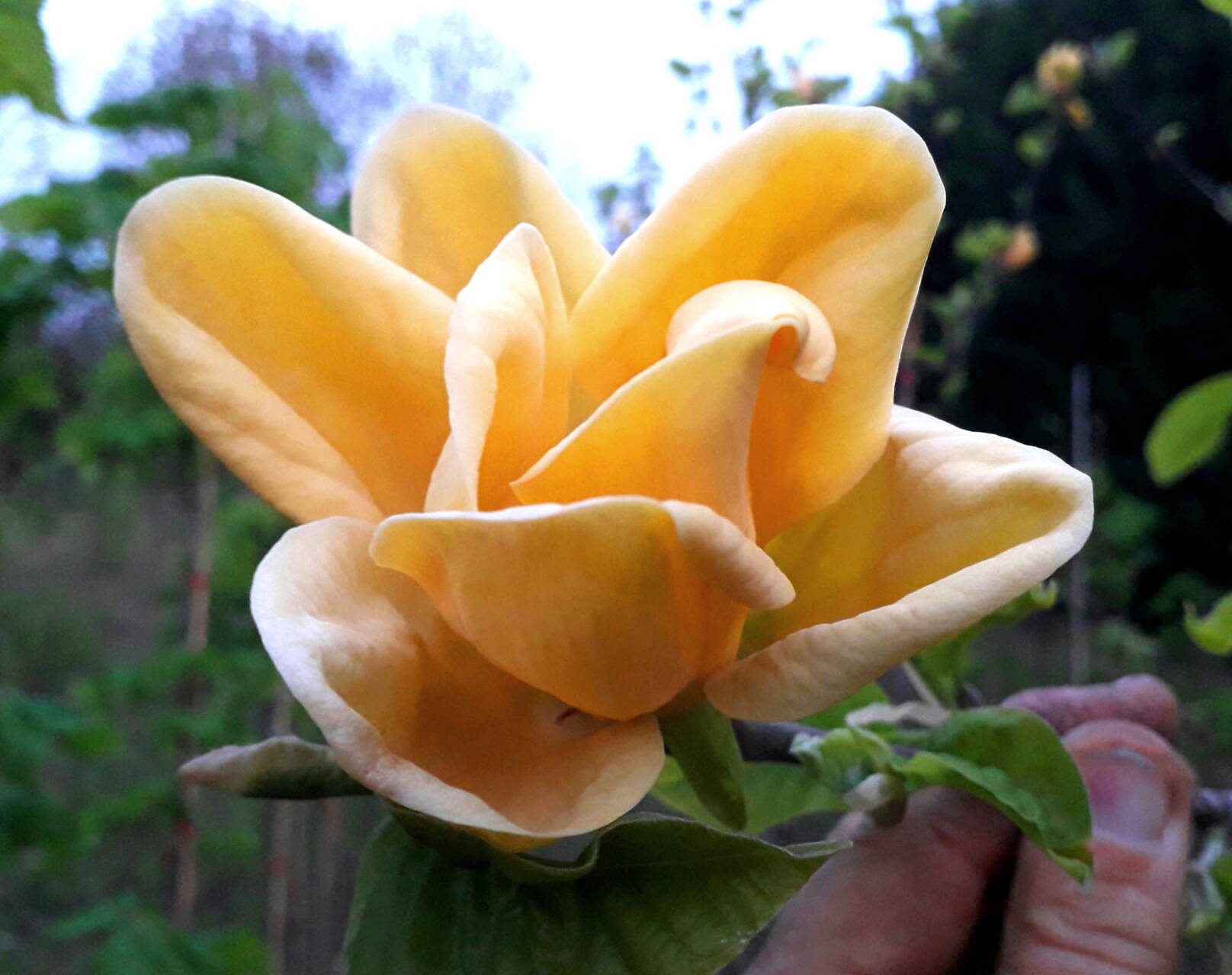 Magnolia x brookliniensis 'Peel Banana'  - Banán sárga liliomfa  ÚJDONSÁG!
