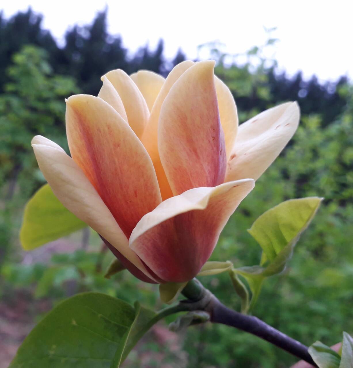 Magnolia x brookliniensis  'Calliope' - Calliope sárga liliomfa  ÚJDONSÁG!