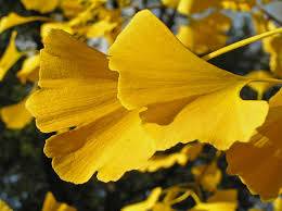 Ginkgo biloba ' Maribo' - Maribo törpe páfrányfenyő