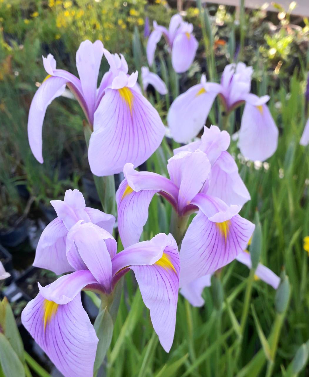 Iris ensata  'Rose Queen' -  Rose Queen japán mocsári nőszirom