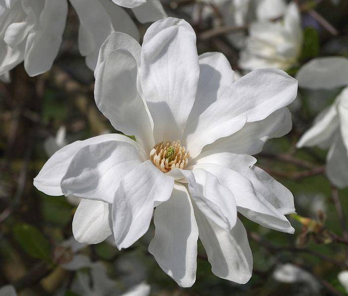 Magnolia kobus - kobói liliomfa