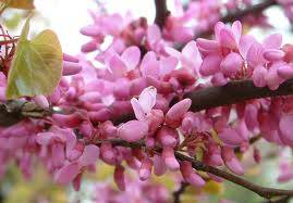 Cercis siliquastrum - európai júdásfa