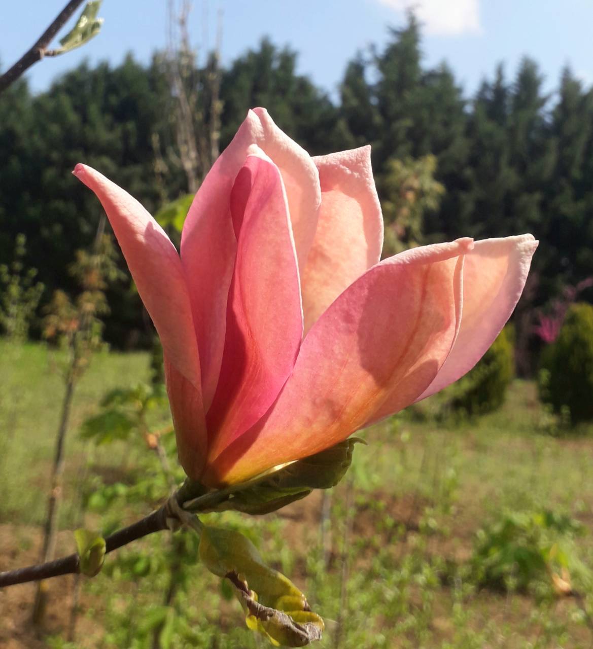 Magnolia x 'Late Date'  - Late Date kései hibrid liliomfa ÚJDONSÁG!