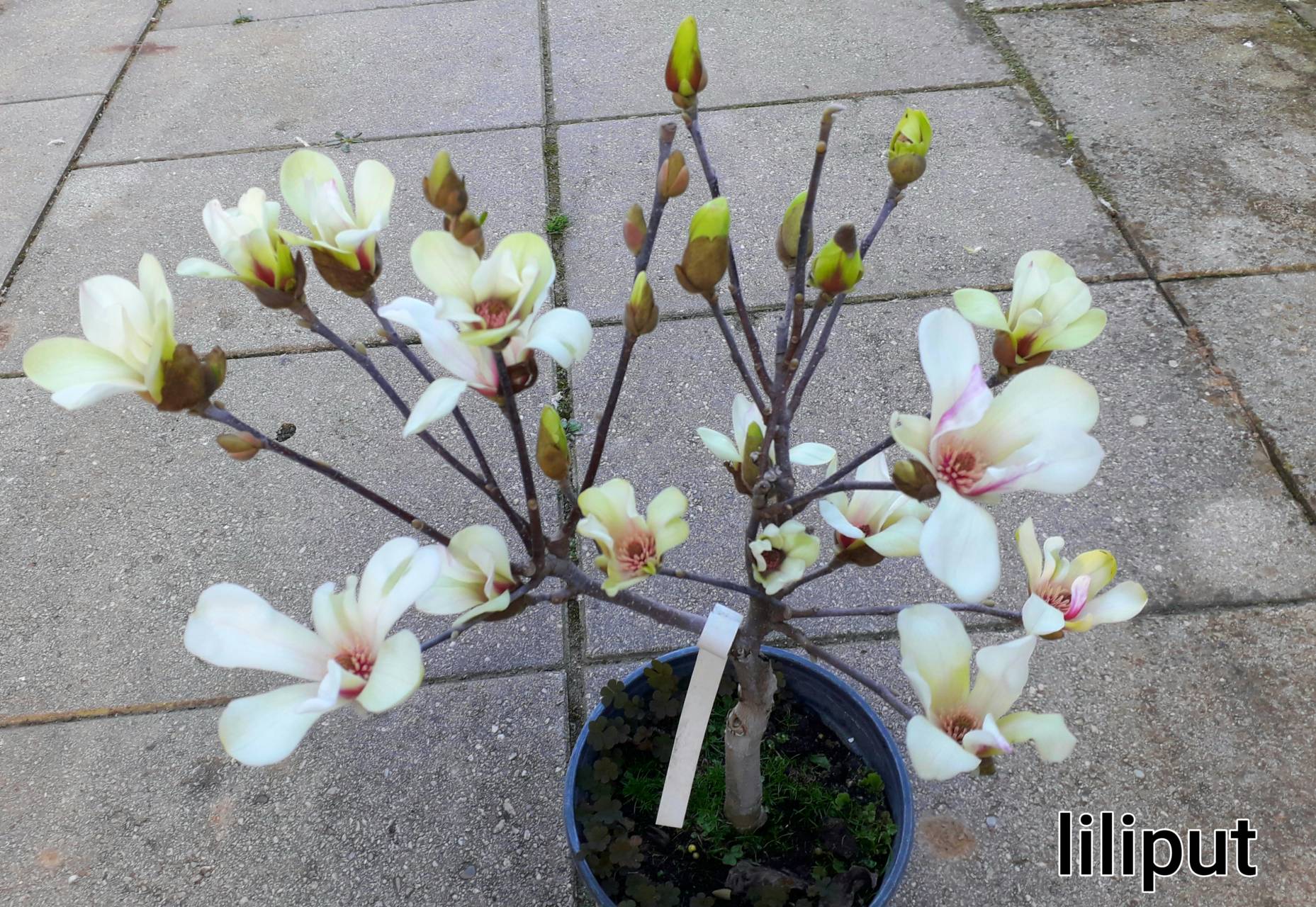 Magnolia concinna 'Liliput' - Liliput  törpe  liliomfa  Újdonság !