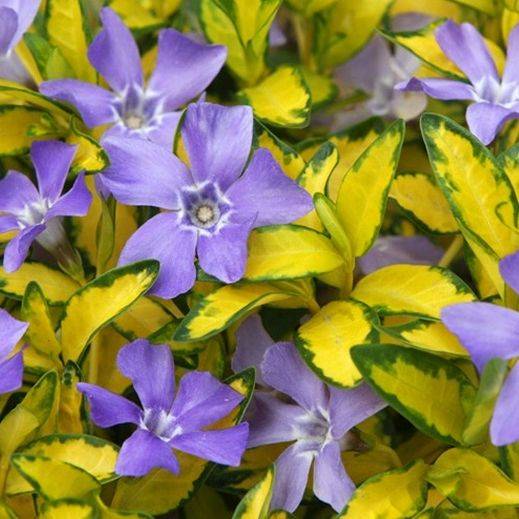 Vinca minor 'Illumination-'   tarka levelű apró meténg