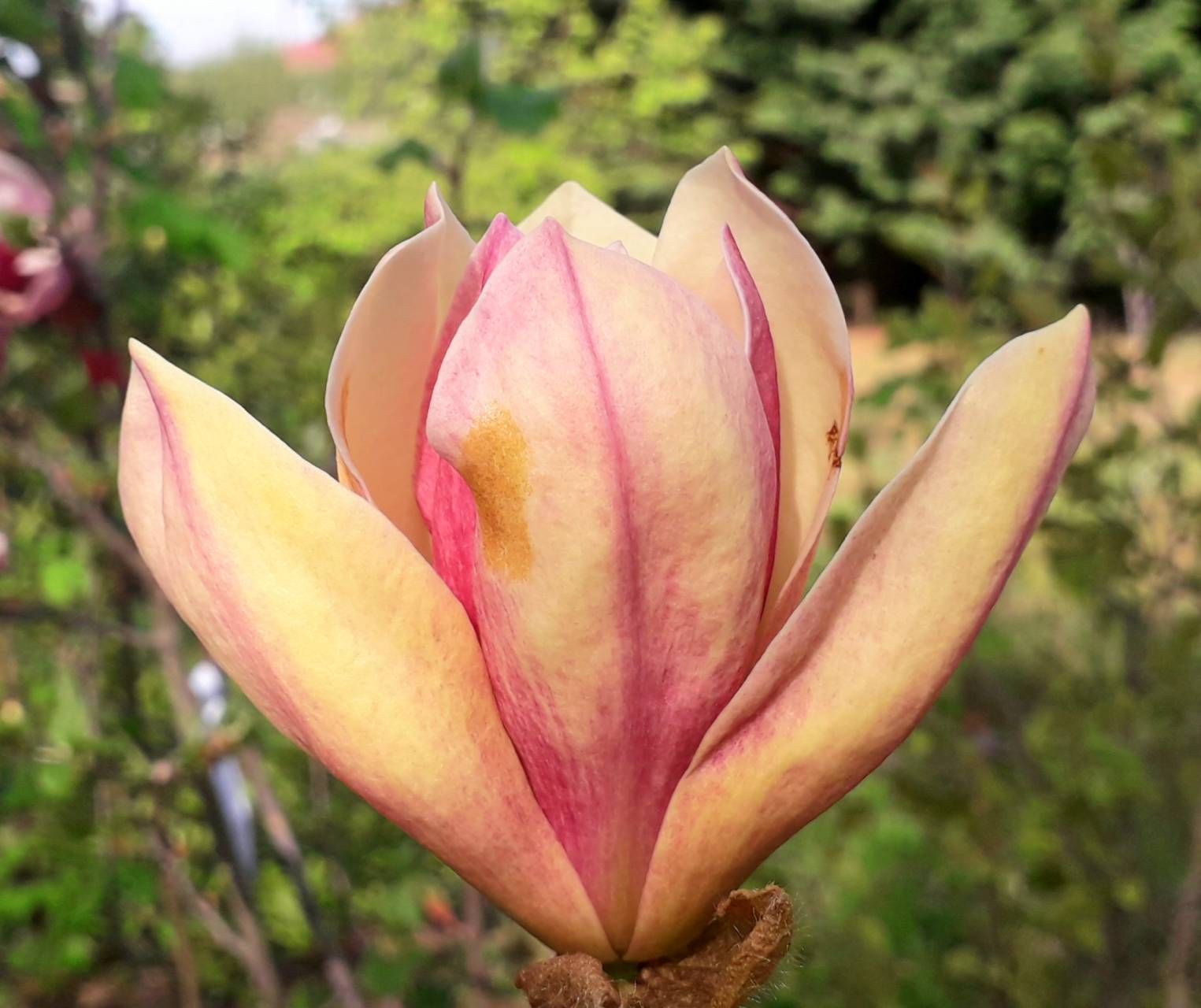 Magnolia x 'Tutti-Frutti' - Tutti-Frutti ' liliomfa  PREMIER !!!! (másolat)