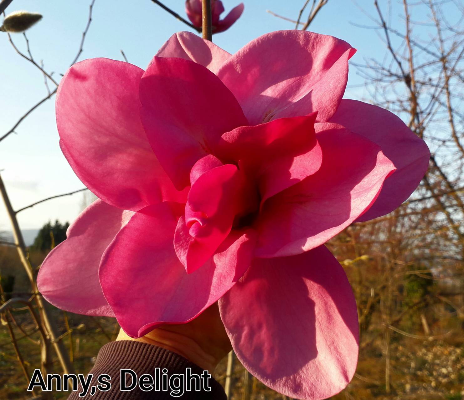 Magnolia x   'Ann's Delight'-    Ann's Delight  hibrid liliomfa