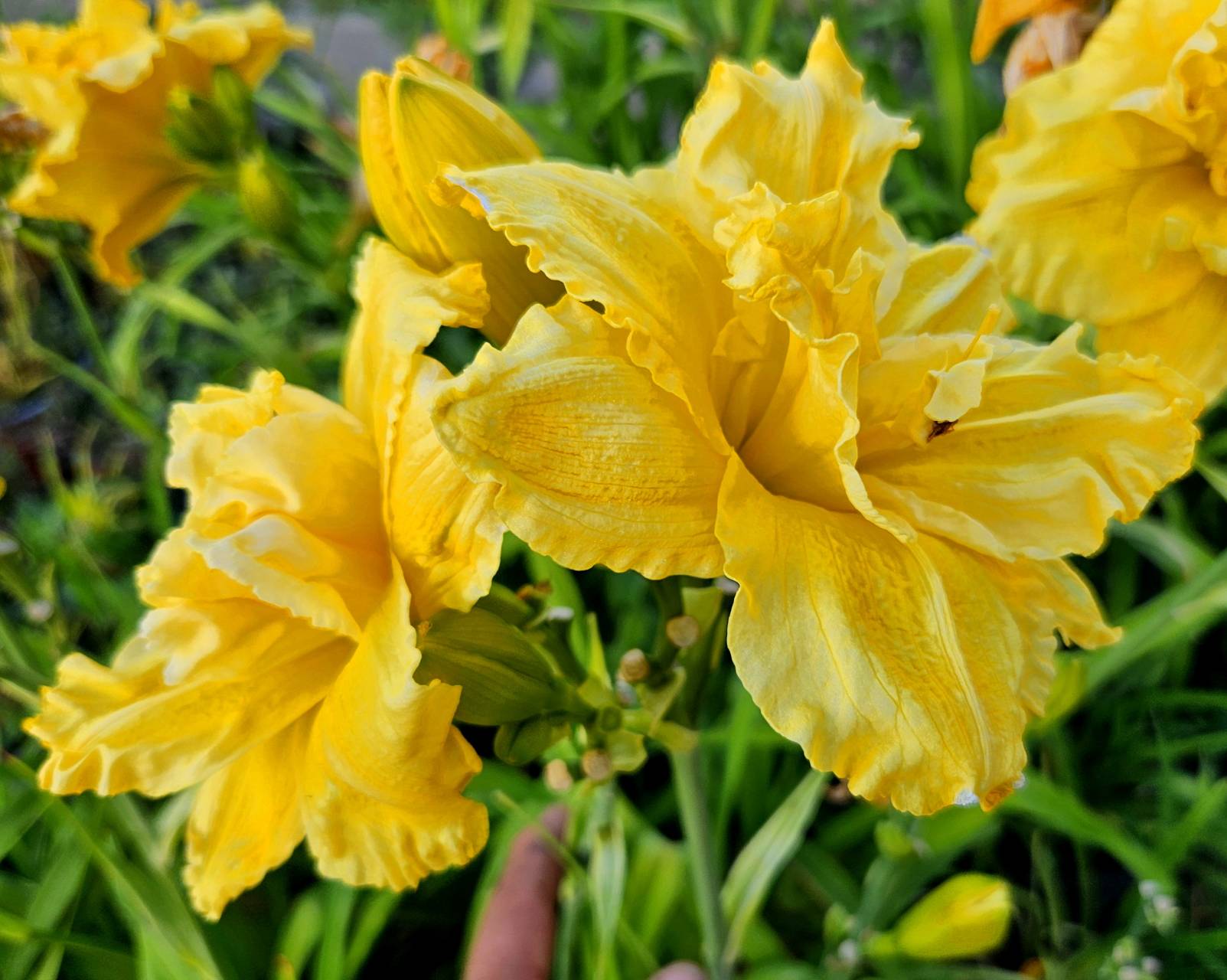 Hemerocallis 'cv. ?' -  teltvirágú, fodros, sárga sásliliom