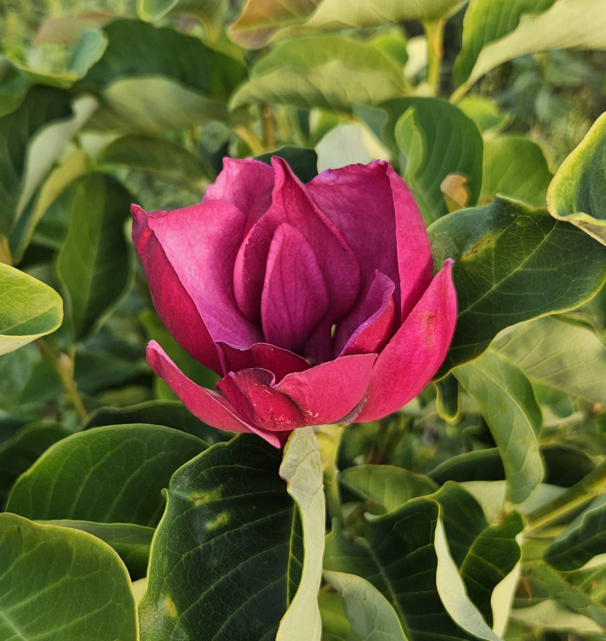Magnolia x    'Summer Wine' - Summer Wine / Nyári Bor hibrid liliomfa ÚJDONSÁG!
