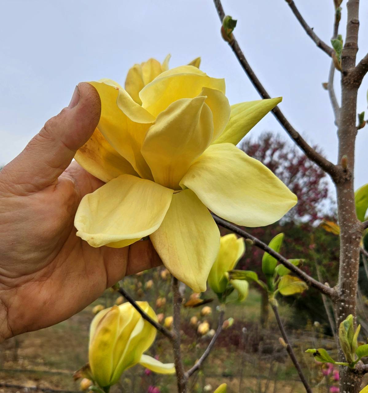 Magnolia  x brooklinienis  'Grand Canaria'  2 éves-  Grand Canaria  liliomfa ÚJDONSÁG !