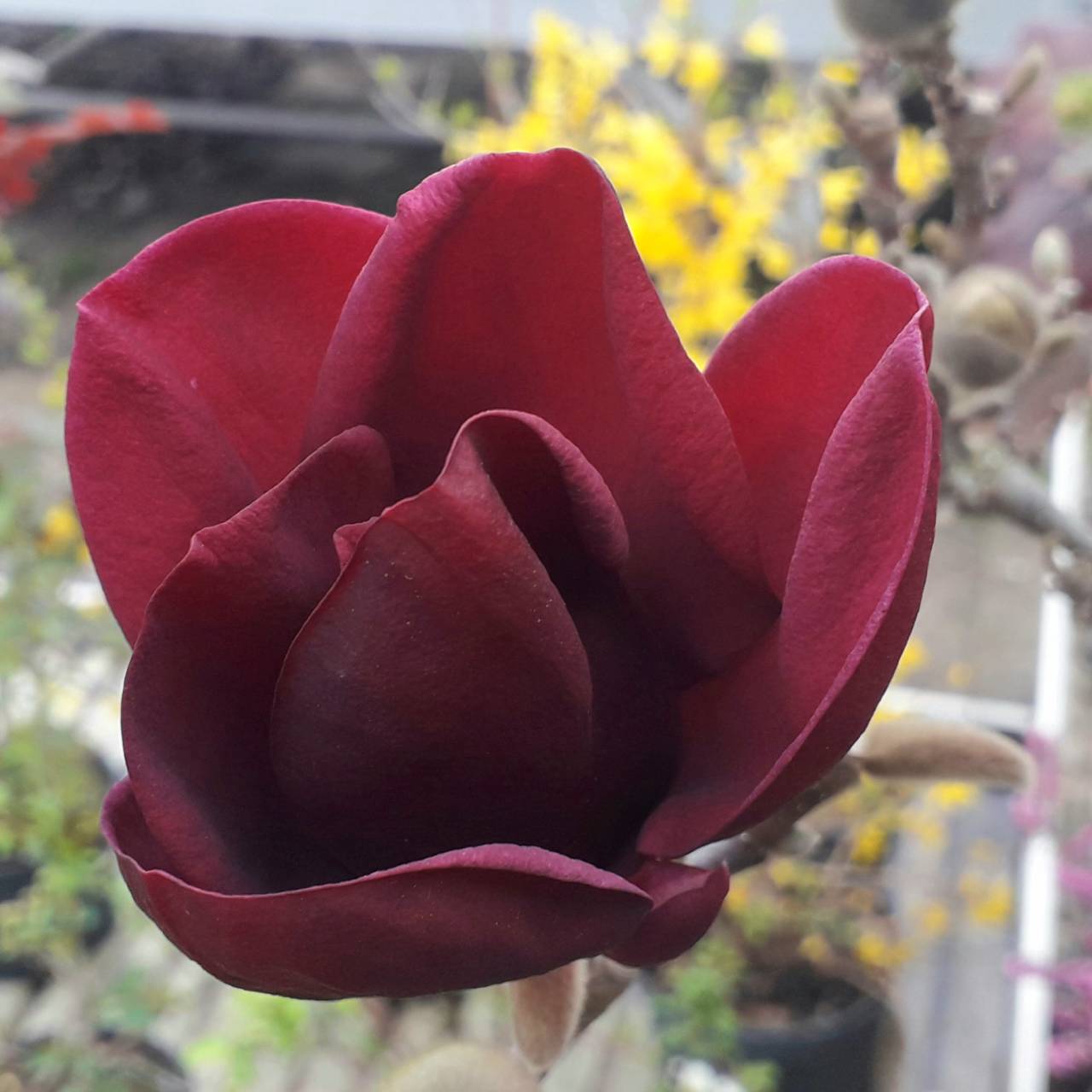 Magnolia x ' Bull's Blood' -Bikavér liliomfa  PREMIER !