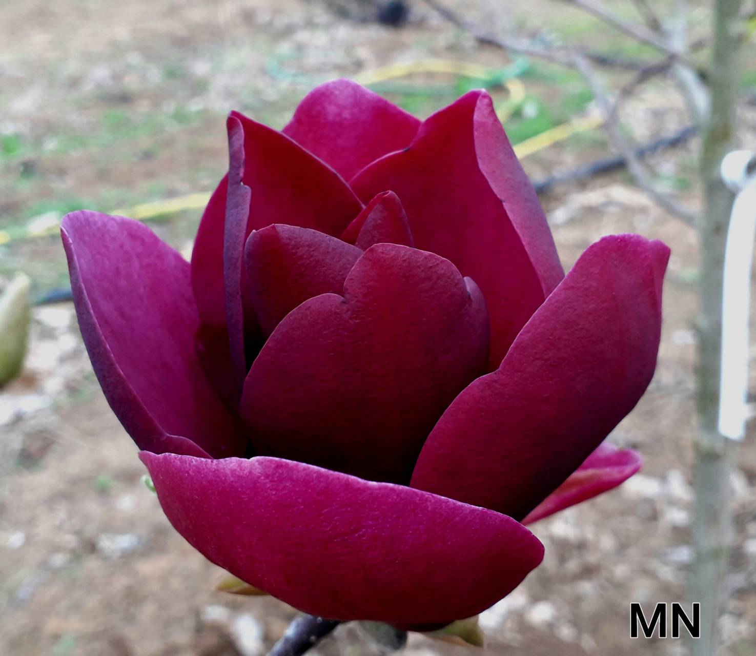 Magnolia x 'Medoc Noir' - Medoc Noir  hibrid liliomfa ÚJDONSÁG !
