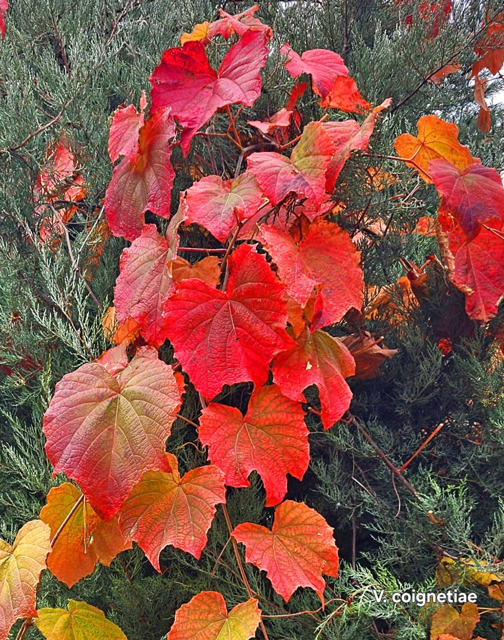 Vitis coignetiae  - rozsdás szőlő  Új a kínálatunkban !